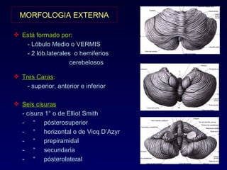 MORFOLOGIA EXTERNA Está formado por: - Lóbulo Medio o VERMIS - 2 lób.laterales  o hemiferios  cerebelosos Tres Caras : - superior, anterior e inferior Seis cisuras  :  - cisura 1° o de Elliot Smith -  “  pósterosuperior -  “  horizontal o de Vicq D’Azyr -  “  prepiramidal -  “  secundaria -  “  pósterolateral 