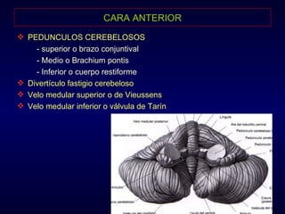 CARA ANTERIOR PEDUNCULOS CEREBELOSOS : - superior o brazo conjuntival - Medio o Brachium pontis - Inferior o cuerpo restiforme Divertículo fastigio cerebeloso Velo medular superior o de Vieussens Velo medular inferior o válvula de Tarín 