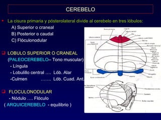 CEREBELO La cisura primaria y pósterolateral divide al cerebelo en tres lóbulos: A) Superior o craneal B) Posterior o caudal C) Flóculonodular LOBULO SUPERIOR O CRANEAL ( PALEOCEREBELO – Tono muscular) - Língula - Lobulillo central ….  Lób. Alar -Culmen  …….  Lób. Cuad. Ant. FLOCULONODULAR - Nódulo …. Flóculo (  ARQUICEREBELO  - equilibrio ) 
