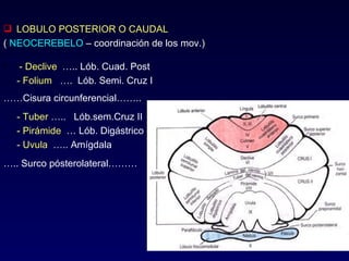 LOBULO POSTERIOR O CAUDAL (  NEOCEREBELO  – coordinación de los mov.) - Declive   ….. Lób. Cuad. Post - Folium   ….  Lób. Semi. Cruz I …… Cisura circunferencial…….. - Tuber  …..  Lób.sem.Cruz II  - Pirámide   … Lób. Digástrico - Uvula   ….. Amígdala … .. Surco pósterolateral……… 