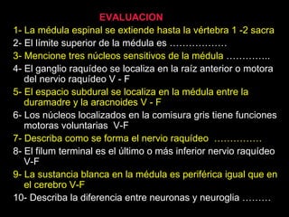 EVALUACION  1 1- La médula espinal se extiende hasta la vértebra 1 -2 sacra  2- El límite superior de la médula es ……………… 3- Mencione tres núcleos sensitivos de la médula  ………….. 4- El ganglio raquídeo se localiza en la raíz anterior o motora del nervio raquídeo V - F 5- El espacio subdural se localiza en la médula entre la duramadre y la aracnoides V - F 6- Los núcleos localizados en la comisura gris tiene funciones motoras voluntarias  V-F 7- Describa como se forma el nervio raquídeo  …………… 8- El filum terminal es el último o más inferior nervio raquídeo V-F 9- La sustancia blanca en la médula es periférica igual que en el cerebro V-F 10- Describa la diferencia entre neuronas y neuroglia ……… 