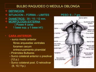 BULBO RAQUIDEO O MEDULA OBLONGA DEFINICION SITUACION – FORMA – LIMITES  PESO: 6 – 7 grs. DIAMETROS  : 30 / 15 / 12 mm. MORFOLOGIA EXTERNA   ( Posee 4 caras 1 base sup. y 1 base inf:) CARA ANTERIOR : - surco medio anterior  fibras arqueadas ventrales foramen cecum entrecruzamiento piramidal  - Pirámides Bulbares - Surco colateral anterior o preolivar (12 p.) - Surco colateral post. O retroolivar  (9, 10,11p.) 