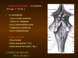 CARA POSTERIOR   ( 2 sectores  2/3 sup. Y 1/3 inf. ) 1/3 INFERIOR - surco medio posterior - Clava (H. Delgado) - surco paramediano post. - Tubérculo cuneiforme - surco colateral post. CARA LATERAL - Oliva bulbar - fosita supraolivar ( 7p.) - fosita lateral del bulbo ( 8p.) ¿   PARES CRANEALES EN EL BULBO   ? 