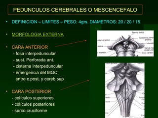 PEDUNCULOS   CEREBRALES O MESCENCEFALO DEFINICION – LIMITES – PESO: 4grs. DIAMETROS: 20 / 20 / 15  MORFOLOGIA EXTERNA CARA ANTERIOR - fosa interpeduncular - sust. Perforada ant. - cisterna interpeduncular - emergencia del MOC entre c.post. y cereb.sup CARA POSTERIOR - colículos superiores - colículos posteriores - surco cruciforme 