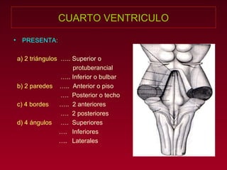 CUARTO VENTRICULO PRESENTA: a) 2 triángulos   ….. Superior o  protuberancial … .. Inferior o bulbar b) 2 paredes   …..  Anterior o piso … .  Posterior o techo c) 4 bordes   …..  2 anteriores … .  2 posteriores d) 4 ángulos   ….  Superiores … .  Inferiores … .  Laterales  
