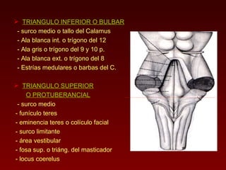 TRIANGULO INFERIOR O BULBAR - surco medio o tallo del Calamus - Ala blanca int. o trígono del 12 - Ala gris o trígono del 9 y 10 p. - Ala blanca ext. o trígono del 8 - Estrías medulares o barbas del C. TRIANGULO SUPERIOR O PROTUBERANCIAL - surco medio - funículo teres - eminencia teres o colículo facial - surco limitante - área vestibular - fosa sup. o triáng. del masticador - locus coerelus 