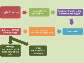 High Glucose Uncoupled or
dysfunction ETC
Electrons Transferred to
molecules like oxygen
Superoxide
Interact with
mitochondrial proteins
H2O2 and (ONOO-)
peroxynitrites
Damage
macromoleculs in
other parts of the
cells
Cross
mitochondrial
membrane
 