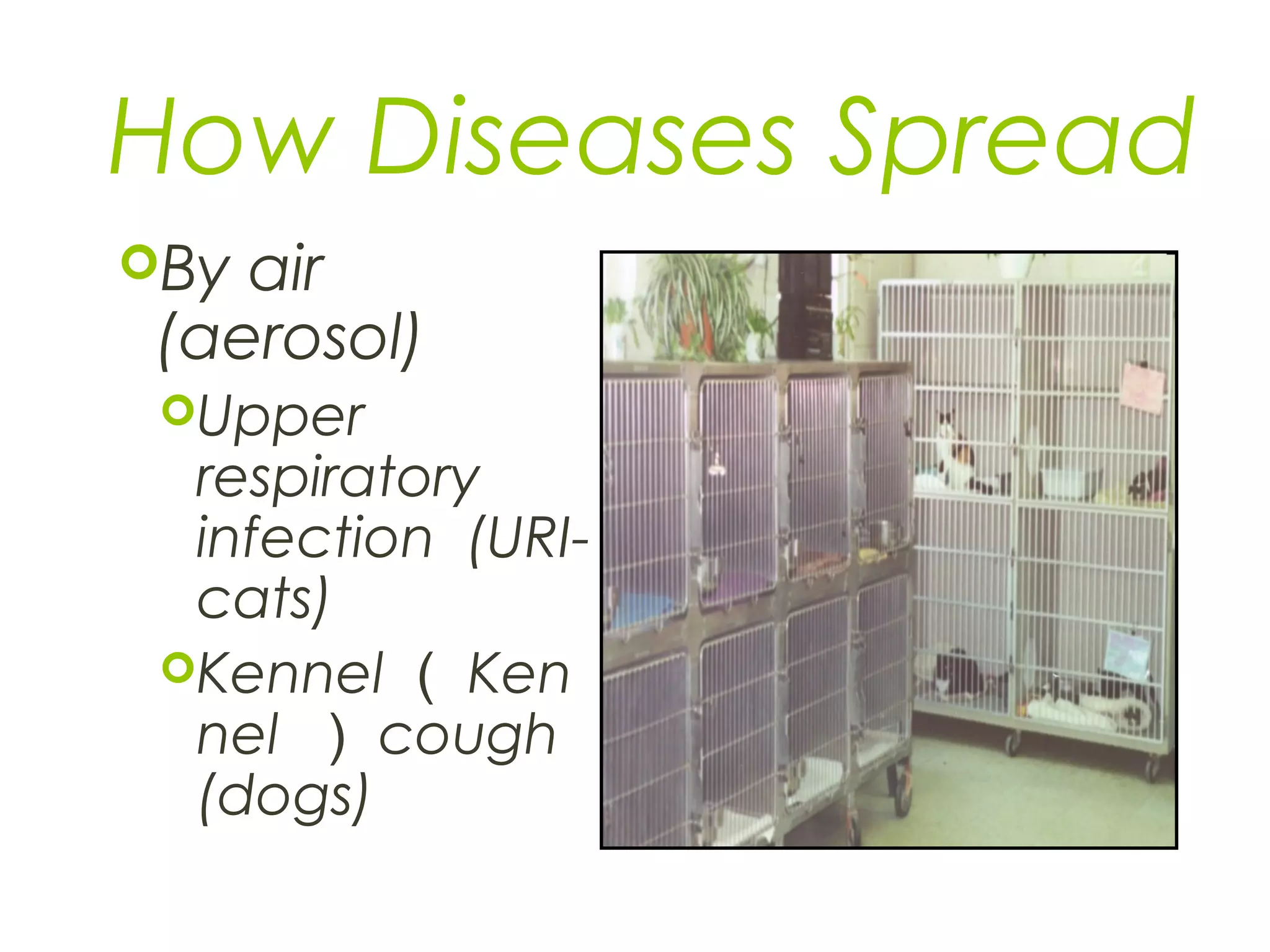 How Diseases Spread
By air
(aerosol)
Upper
respiratory
infection (URI-
cats)
Kennel （ Ken
nel ） cough
(dogs)
 