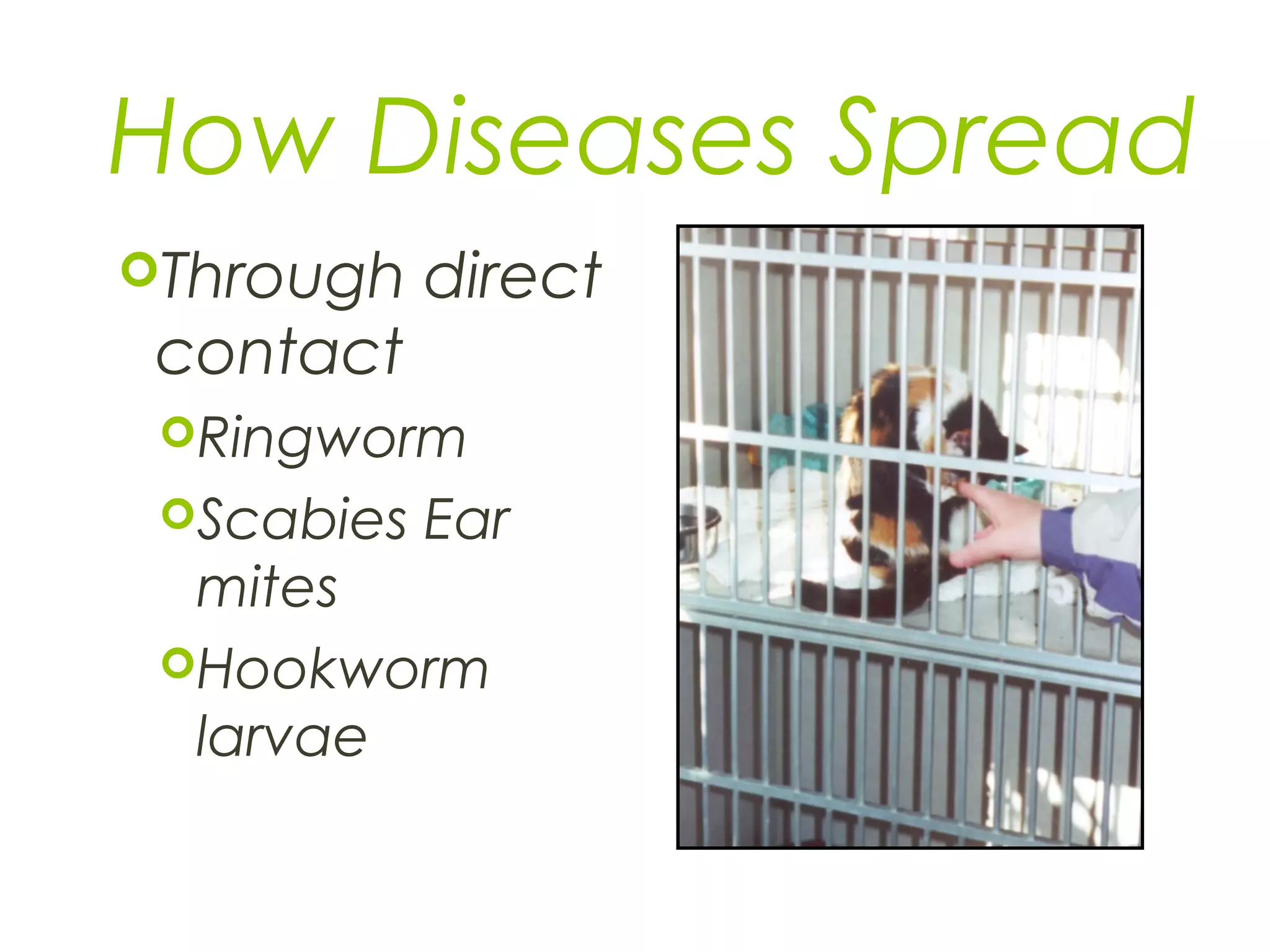 How Diseases Spread
Through direct
contact
Ringworm
Scabies Ear
mites
Hookworm
larvae
 