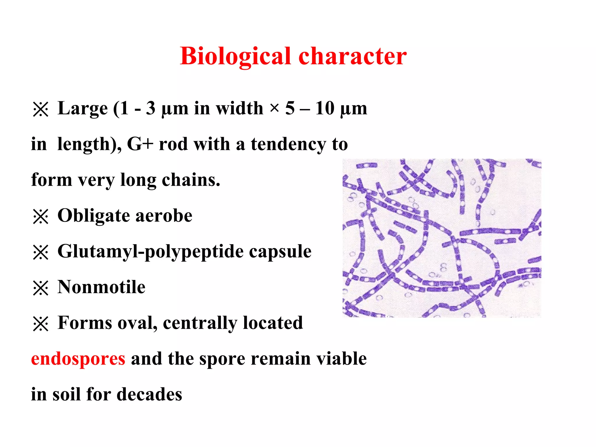 ※ Large (1 - 3 µm in width × 5 – 10 µm
in length), G+ rod with a tendency to
form very long chains.
※ Obligate aerobe
※ Glutamyl-polypeptide capsule
※ Nonmotile
※ Forms oval, centrally located
endospores and the spore remain viable
in soil for decades
Biological character
 