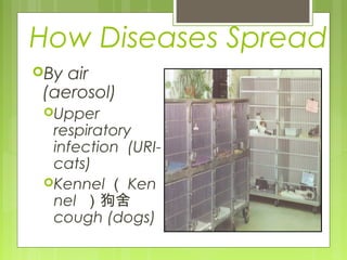 How Diseases Spread
By air
(aerosol)
Upper
respiratory
infection (URI-
cats)
Kennel （ Ken
nel ）狗舍
cough (dogs)
 