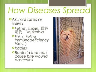 How Diseases Spread
Animal bites or
saliva
Feline ['fi la n]ː ɪ 猫科
动物 leukemia
FIV （ Feline
Immunodeficiency
Virus ）
Rabies
Bacteria that can
cause bite wound
abscesses
 
