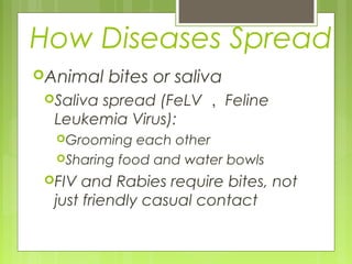 How Diseases Spread
Animal bites or saliva
Saliva spread (FeLV ， Feline
Leukemia Virus):
Grooming each other
Sharing food and water bowls
FIV and Rabies require bites, not
just friendly casual contact
 