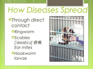 How Diseases Spread
Through direct
contact
Ringworm
Scabies
['ske bi z]ɪ ː 疥疮
Ear mites
Hookworm
larvae
 