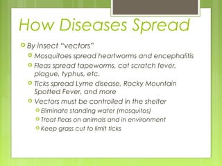 How Diseases Spread
 By insect “vectors”
 Mosquitoes spread heartworms and encephalitis
 Fleas spread tapeworms, cat scratch fever,
plague, typhus, etc.
 Ticks spread Lyme disease, Rocky Mountain
Spotted Fever, and more
 Vectors must be controlled in the shelter
 Eliminate standing water (mosquitos)
 Treat fleas on animals and in environment
 Keep grass cut to limit ticks
 