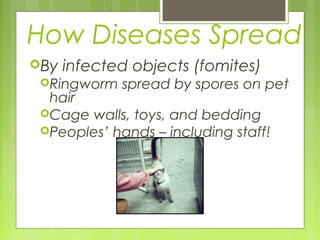 How Diseases Spread
By infected objects (fomites)
Ringworm spread by spores on pet
hair
Cage walls, toys, and bedding
Peoples’ hands – including staff!
 