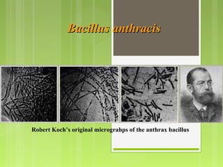 Bacillus anthracisBacillus anthracis
Robert Koch’s original micrograhps of the anthrax bacillus
 