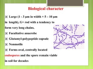 ※ Large (1 - 3 µm in width × 5 – 10 µm
in length), G+ rod with a tendency to
form very long chains.
※ Facultative anaerobe
※ Glutamyl-polypeptide capsule
※ Nonmotile
※ Forms oval, centrally located
endospores and the spore remain viable
in soil for decades
Biological character
 
