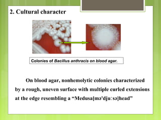 2. Cultural character
On blood agar, nonhemolytic colonies characterized
by a rough, uneven surface with multiple curled extensions
at the edge resembling a “Medusa[mə'dju sə]head”ː
Colonies of Bacillus anthracis on blood agar.
 