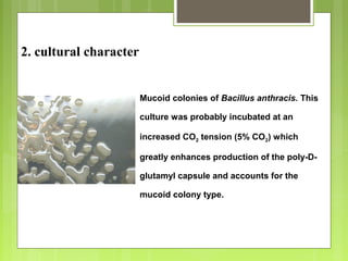 Mucoid colonies of Bacillus anthracis. This
culture was probably incubated at an
increased CO2 tension (5% CO2) which
greatly enhances production of the poly-D-
glutamyl capsule and accounts for the
mucoid colony type.
2. cultural character
 