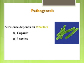 PathogenesisPathogenesis
Virulence depends onVirulence depends on 2 factors2 factors
※※ CapsuleCapsule
※※ 3 toxins3 toxins
 