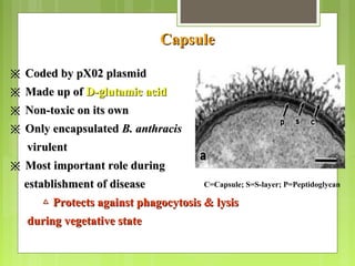CapsuleCapsule
C=Capsule; S=S-layer; P=Peptidoglycan
※※ Coded by pX02 plasmidCoded by pX02 plasmid
※※ Made up ofMade up of D-glutamic acidD-glutamic acid
※※ Non-toxic on its ownNon-toxic on its own
※※ Only encapsulatedOnly encapsulated B. anthracisB. anthracis
virulentvirulent
※※ Most important role duringMost important role during
establishment of diseaseestablishment of disease
△△ Protects against phagocytosis & lysisProtects against phagocytosis & lysis
during vegetative stateduring vegetative state
 