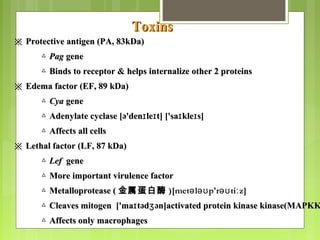 ※※ Protective antigen (PA, 83kDa)Protective antigen (PA, 83kDa)
△△ PagPag genegene
△△ Binds to receptor & helps internalize other 2 proteinsBinds to receptor & helps internalize other 2 proteins
※※ Edema factor (EF, 89 kDa)Edema factor (EF, 89 kDa)
△△ CyaCya genegene
△△ Adenylate cyclase [ə'den le t] ['sa kle s]ɪ ɪ ɪ ɪAdenylate cyclase [ə'den le t] ['sa kle s]ɪ ɪ ɪ ɪ
△△ Affects all cellsAffects all cells
※※ Lethal factor (LF, 87 kDa)Lethal factor (LF, 87 kDa)
△△ LefLef genegene
△△ More important virulence factorMore important virulence factor
△△ Metalloprotease (Metalloprotease ( 金属蛋白酶 )[met l p'r ti z]ə əʊ əʊ ː
△△ Cleaves mitogen ['ma təd ən]activated protein kinase kinase(MAPKKɪ ʒCleaves mitogen ['ma təd ən]activated protein kinase kinase(MAPKKɪ ʒ
△△ Affects only macrophagesAffects only macrophages
ToxinsToxins
 