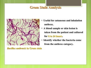 Bacillus anthracisBacillus anthracis in Gram stainin Gram stain
Gram Stain AnalysisGram Stain Analysis
△△ Useful for cutaneous and inhalationUseful for cutaneous and inhalation
anthrax.anthrax.
△△ A blood sample or skin lesion isA blood sample or skin lesion is
taken from the patient and culturedtaken from the patient and cultured
forfor 6 to 24 hours6 to 24 hours..
△△ Identify whether the bacteria comeIdentify whether the bacteria come
from the anthrax category.from the anthrax category.
 