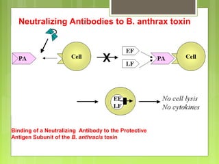 Binding of a Neutralizing Antibody to the Protective
Antigen Subunit of the B. anthracis toxin
Neutralizing Antibodies to B. anthrax toxin
 