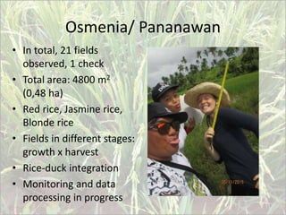 Osmenia/ Pananawan
• In total, 21 fields
observed, 1 check
• Total area: 4800 m2
(0,48 ha)
• Red rice, Jasmine rice,
Blond...