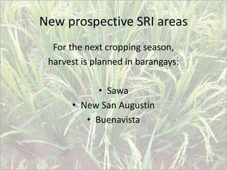 New prospective SRI areas
For the next cropping season,
harvest is planned in barangays:
• Sawa
• New San Augustin
• Buena...