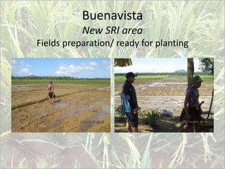 Buenavista
New SRI area
Fields preparation/ ready for planting
 