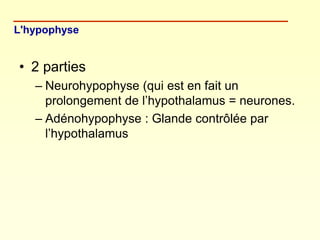 • 2 parties
– Neurohypophyse (qui est en fait un
prolongement de l’hypothalamus = neurones.
– Adénohypophyse : Glande cont...
