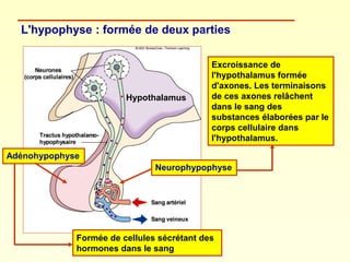 L'hypophyse : formée de deux parties
Adénohypophyse
Neurophypophyse
Formée de cellules sécrétant des
hormones dans le sang...