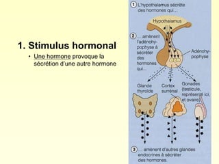 1. Stimulus hormonal
• Une hormone provoque la
sécrétion d’une autre hormone
 