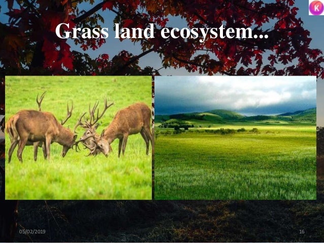 Grass land ecosystem...
1605/02/2019
 
