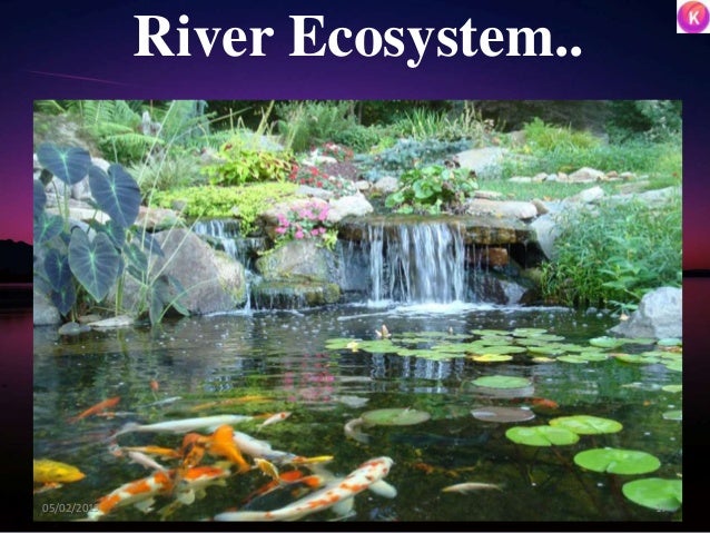 River Ecosystem..
1705/02/2019
 