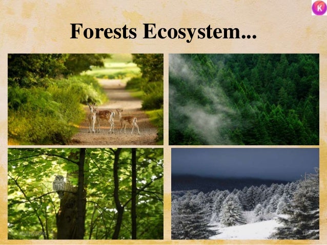 Forests Ecosystem...
1805/02/2019
 