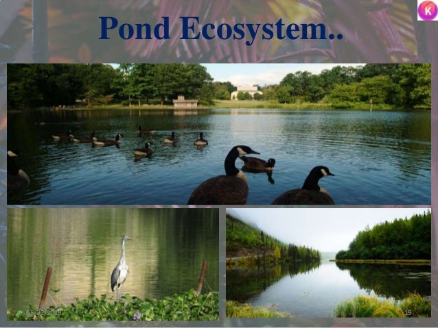 Pond Ecosystem..
1905/02/2019
 