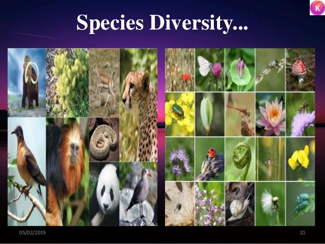 Species Diversity...
2105/02/2019
 