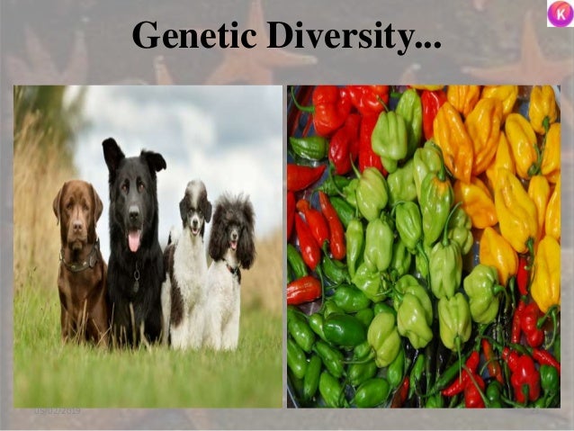 Genetic Diversity...
2305/02/2019
 