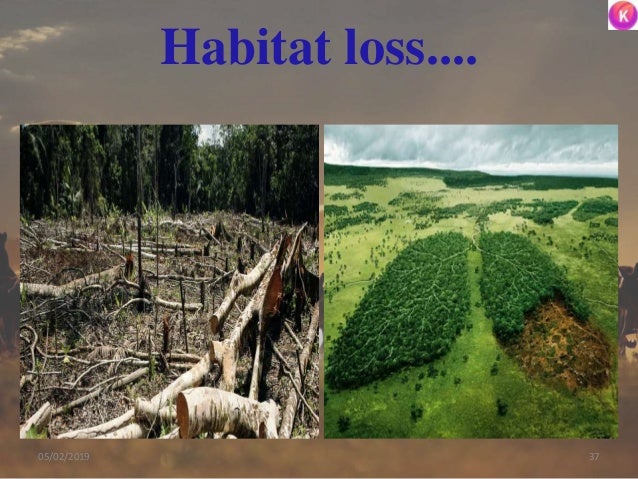 Habitat loss....
3705/02/2019
 