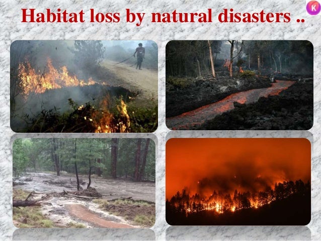 Habitat loss by natural disasters ..
3905/02/2019
 