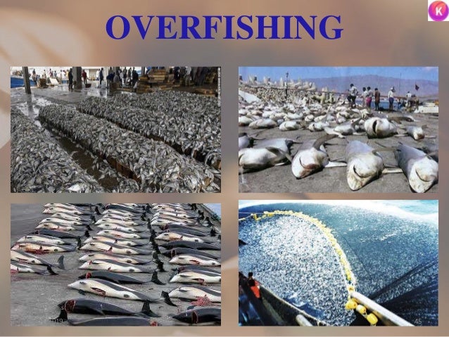 OVERFISHING
4505/02/2019
 