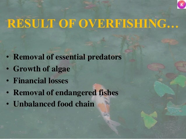 RESULT OF OVERFISHING…
• Removal of essential predators
• Growth of algae
• Financial losses
• Removal of endangered fishe...