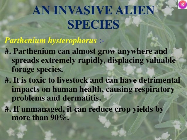 AN INVASIVE ALIEN
SPECIES
Parthenium hysterophorus :-
#. Parthenium can almost grow anywhere and
spreads extremely rapidly...