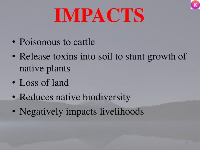IMPACTS
• Poisonous to cattle
• Release toxins into soil to stunt growth of
native plants
• Loss of land
• Reduces native ...