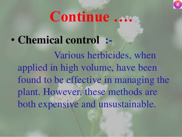 Continue ….
• Chemical control :-
Various herbicides, when
applied in high volume, have been
found to be effective in mana...