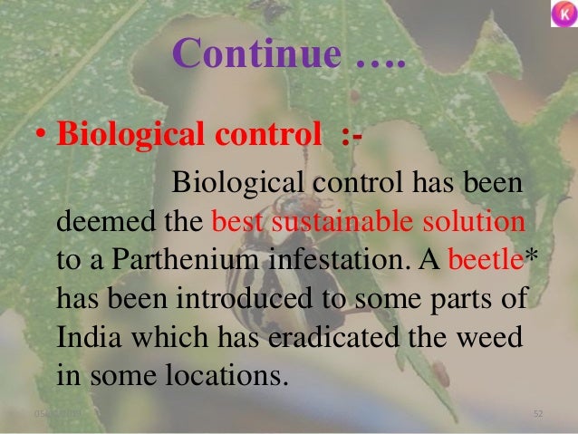 Continue ….
• Biological control :-
Biological control has been
deemed the best sustainable solution
to a Parthenium infes...