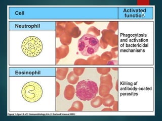 Cells And Organ of Immune System and Their Functions | PPT